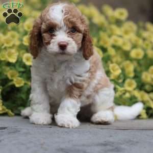 Sandy, Cavapoo Puppy
